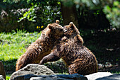 Zwei Braunbären kämpfen im Fluss