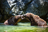 Zwei Braunbären kämpfen im Fluss