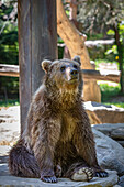 Brown bear sitting in front of a tree