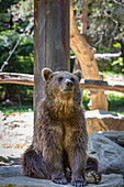 Brown bear sitting in front of a tree