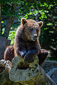 Brown bear cub on a tree trunk