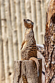 Meerkats looking for predators