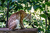 Portrait of a sitting lynx,profile