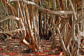USA. Florida. Miami. Key Biscayne. Bill Baggs Cape Florida State Park. Mangrove. Mangroven.
