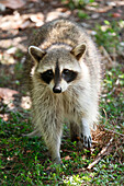 USA. Florida. Miami. Key Biscayne. Bill Baggs Cape Florida State Park. Close-up of a raccoon.