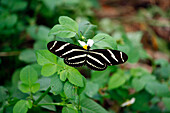 USA. Florida. Miami. Key Biscayne. Bill Baggs Cape Florida State Park. Butterfly Zebra (Heliconius charithonia).