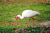 USA. Florida. Miami. Key Biscayne. Bill Baggs Cape Florida State Park. Weißer Ibis auf Nahrungssuche.