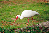 USA. Florida. Miami. Key Biscayne. Bill Baggs Cape Florida State Park. White Ibis looking for food.