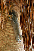 USA. Florida. Miami. Key Biscayne. Bill Baggs Cape Florida State Park. Squirrel in a palm tree eating.