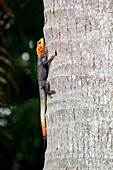 USA. Florida. Miami. Reptile agame with red head on a trunk.
