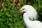 USA. Florida. Everglades National Park. Shark Valley. White egret.