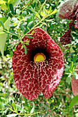 Panama. Close up on an aristoloche plant (Aristolochia).