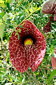 Panama. Nahaufnahme einer Aristoloche-Pflanze (Aristolochia).