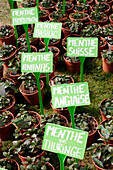 Seine et Marne. View of pots of mint plants for sale.