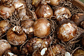 Seine et Marne. View of bulbs of ismenes.