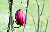 Seine et Marne. Blick auf eine Genie-Magnolie.