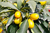 Seine et Marne. Blick auf Kumquat-Früchte.