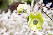 Seine et Marne. Detail of a white eddie's hornbeam flower wonder.