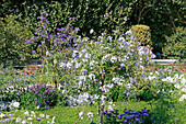 La France. Paris. 5. Bezirk. Der Garten der Pflanzen. Nahaufnahme eines Zahns des Kapes (Plumbago auriculata).