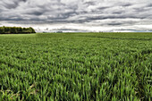 France. Seine et Marne. Boissy le Chatel region. Field of young shoots wheat during spring time.