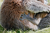 Junger Lemur lemur catta gegen seine Mutter. Nahaufnahme eines der Beine.