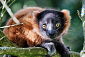 Young red vari lemur in a tree.