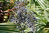 Close-up on palm fruits.