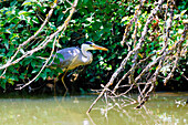 France. Seine et Marne. Coulommiers region. Heron during the hunt by a lake in the spring.