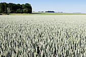 France. Seine et Marne. Boissy le Chatel. Wheat field in late spring.