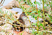 France. Seine et Marne. Coulommiers region. Close-up of a juvenile moorhen (Gallinula chloropus) foraging for food.