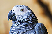 Close-up on a Gabonese Gray parrot or Gray parrot (Psittacus erithacus).