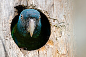 Close-up on a conure bird hidden in a tree trunk.