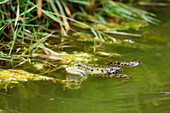 Frankreich. Seine und Marne. Region Coulommiers. Grüner Frosch in einem Teich.