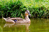 France. Seine et Marne. Coulommiers region. Close-up of a female mallard duck (Anas platyrhynchos) on a pond.