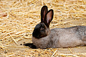 France. Seine et Marne. Coulommiers region. Educational farm. Close-up of a rabbit.