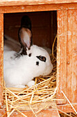 France. Seine et Marne. Coulommiers region. Educational farm. Close-up of a rabbit in its home.
