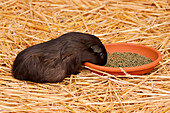 France. Seine et Marne. Coulommiers region. Educational farm. Close-up of a guinea pig eating from its bowl.