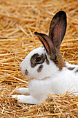 France. Seine et Marne. Coulommiers region. Educational farm. Close-up of a rabbit.