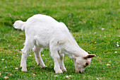 France. Seine et Marne. Coulommiers region. Educational farm. Close-up of a kid grazing on the grass.