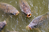 France. Seine et Marne. Coulommiers region. Carp in a pond in search of food.