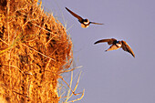 France. Normandy. Department of Manche. Pointe de Montmartin sur Mer. Swallows in the dunes during the summer at sunset.