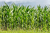 France. Seine et Marne. Coulommiers region. Summertime. Corn field just after rains.