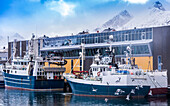 Norwegen,Stadt Tromso,Insel Senja,Fjordgard,Husoy Kabeljaufischerei