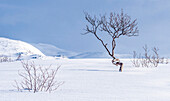 Norwegen,Stadt Tromso,Bäume auf einem schneebedeckten Plateau