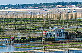 France,New Aquitaine,Arcachon Bay,Cap Ferret,people working in the oyster parks at low tide