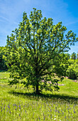 France,Perigord,Dordogne,oak (sessile) in a flowered meadow in spring