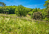 France,Perigord,Dordogne,flowered meadow in spring