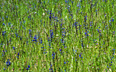 Frankreich,Perigord,Dordogne,Wiesensalbei (Salvia pratensis) in einer Blumenwiese im Frühling