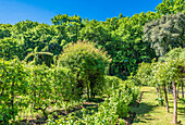 France,Perigord,Dordogne,Cadiot gardens in Carlux (Remarkable Garden certification label),climbing roses and fruit trees in espalier and currant bushes
