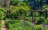 Frankreich,Perigord,Dordogne,Cadiot-Gärten in Carlux (Gütesiegel „Bemerkenswerter Garten“),Aquilegia und Ehrlichkeit (Lunaria annua) in Blüten und Kletterrosen